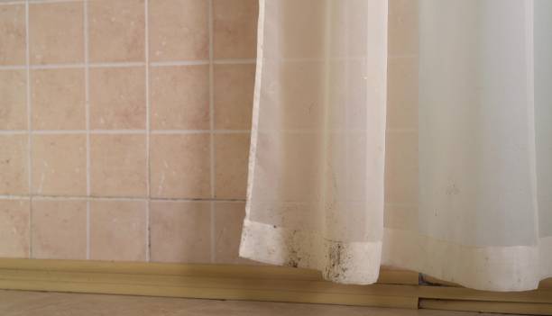 Reliable Oakley, CA Mold Removal Solutions